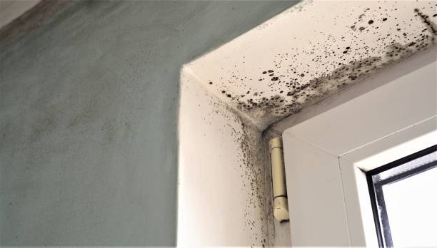 Best Emergency Mold Remediation  in Sherwood, OR